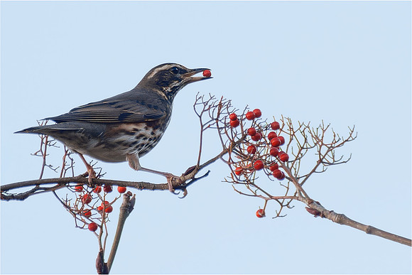 John Atherton_Redwing