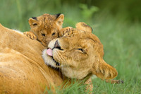 Nicky Rochussen_Lion cub interrupts mother while grooming