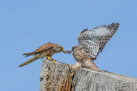 Simon Powell_Kestrel Feeding Young