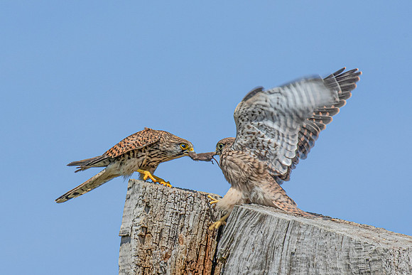 Simon Powell_Kestrel Feeding Young