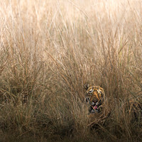 Victor Soares_Tiger In The Grass