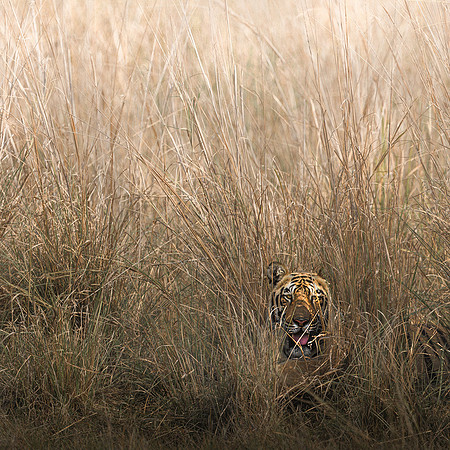 Victor Soares_Tiger In The Grass