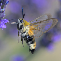 David Jolly_Hawk Moth 2