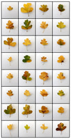 Matthew Leitch_Leaves from the same hawthorn tree
