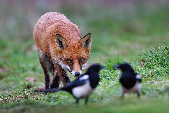 Jurgen Mol_Red Fox stalking two Magpies