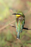 Nick Hamilton_Little Bee Eater