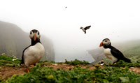 Philip Trew_Puffin Island
