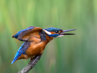Kirsty Ankiewicz_Kingfisher Display