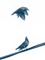 Mark Mott_The Starlings