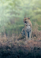Robin Dolbear_Predator's Vista