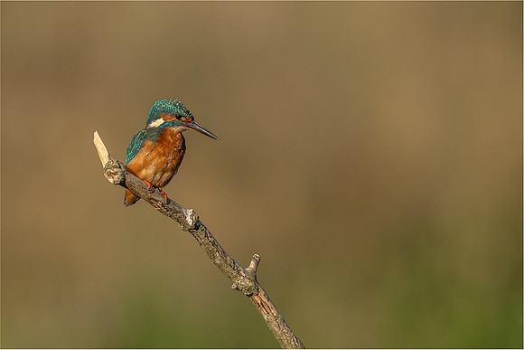 Ben Carrick_Perching Kingfisher