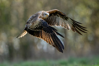 Nicky Rochussen_Red Kite taking off