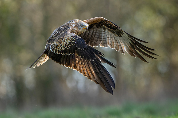 Nicky Rochussen_Red Kite taking off