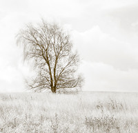 Rosemary Wilman_Beautiful Bifurcation