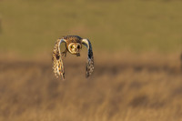 Simon Powell_Short Eared Owl At Sunset