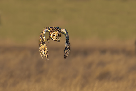 Simon Powell_Short Eared Owl At Sunset