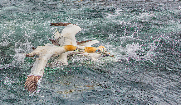 Simon Powell_Gannets Fight For Fish