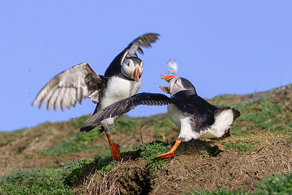 Victoria Cheston_Puffins Fighting