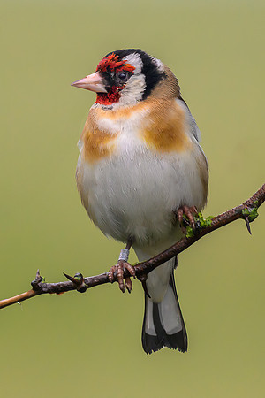 David Jolly_Goldfinch