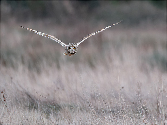 John Atherton_Short eared Owl hunting