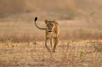 Nicky Rochussen_Where the lioness walks