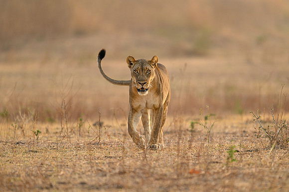 Nicky Rochussen_Where the lioness walks