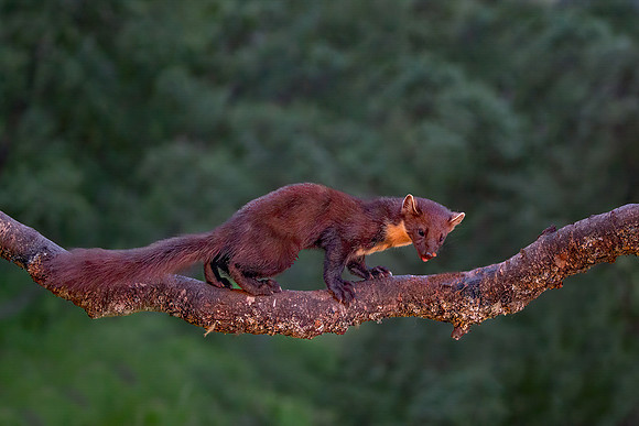 Simon Powell_Pine Marten On A Branch