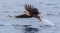 Vanessa Soares_Sea Eagle with a fish