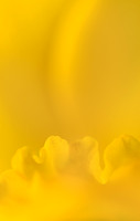 Rosemary Wilman_Daffodil Frill_Advanced Class