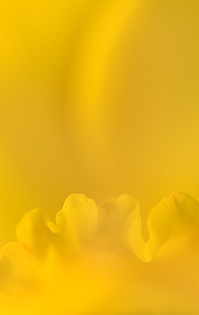 Rosemary Wilman_Daffodil Frill_Advanced Class