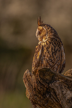 Simon Powell_Long Eared Owl Spots Its Prey