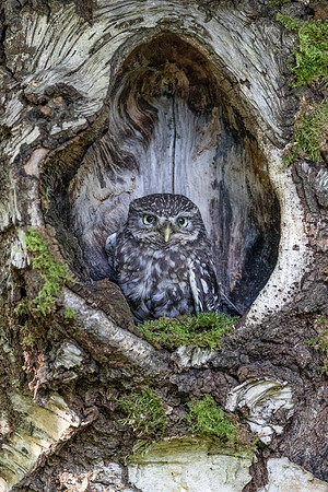 Simon Powell_Little Owl Nesting In A Tree