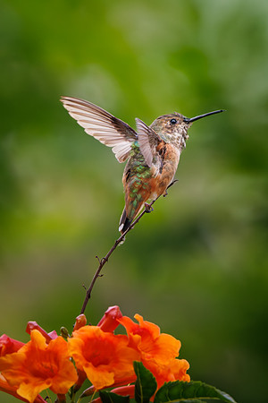 Jurgen Mol_Allen's Hummingbird taking off