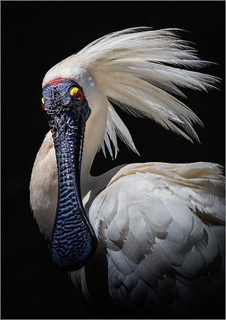 Jurgen Mol_Portrait of a Royal Spoonbill