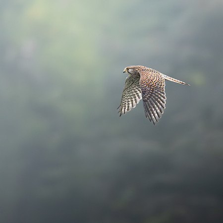 Nick Hamilton_Kestrel In The Mist