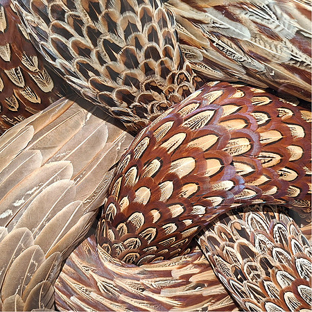 Dawn Clifford_Pheasant Curves