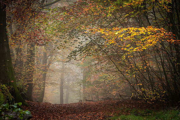 David Jolly_Misty Autumn Morning