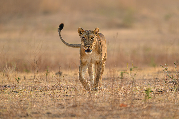 Nicky Rochussen_Where the lioness walks and stalks