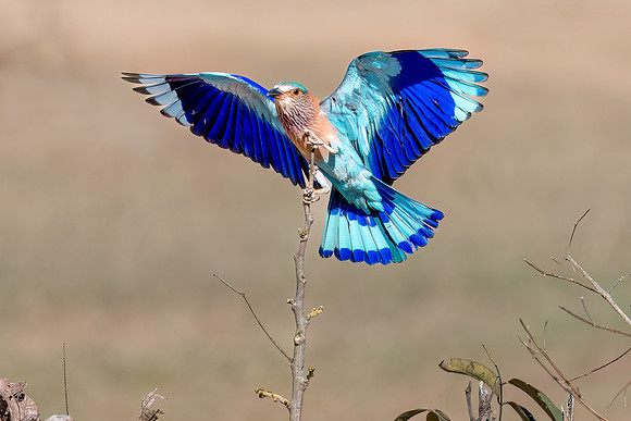 Victoria Cheston_Indian Roller Landing