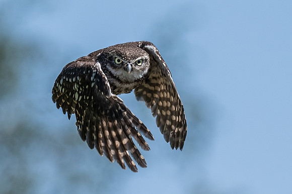 Victoria Cheston_Little Owl in Flight