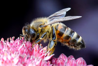 Peter Barnes_Honey Bee