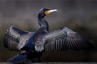 Jurgen Mol_Great Cormorant drying its wings in the sun