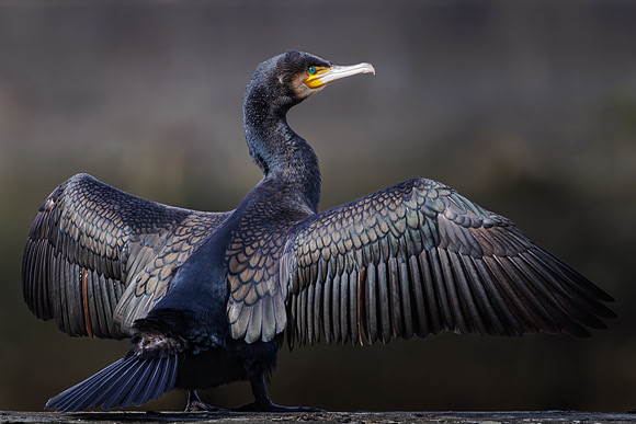 Jurgen Mol_Great Cormorant drying its wings in the sun