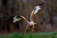 Jurgen Mol_Red Kite homing in