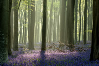 Philip Trew_The enchanted wood