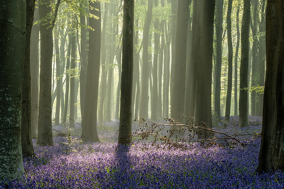 Philip Trew_The enchanted wood