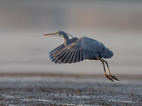Vanessa Soares_Western Reef Heron Goa