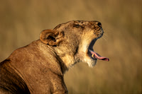 Ben Carrick_Yawning Lioness