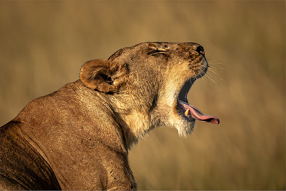 Ben Carrick_Yawning Lioness