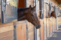 Stables